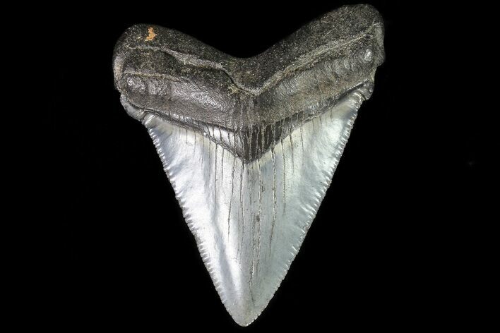 Fossil Chubutensis Tooth - Megalodon Ancestor #83582